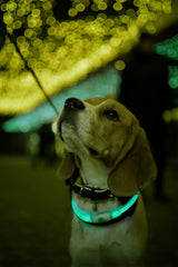 Glowband Dog Collar Silicon RGB LED