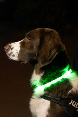 Glowband Dog Collar Silicon RGB LED