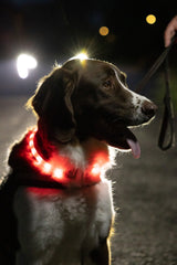 Glowband Dog Collar Silicon RGB LED