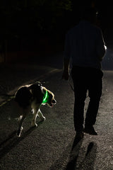 Glowband Dog Collar Silicon RGB LED
