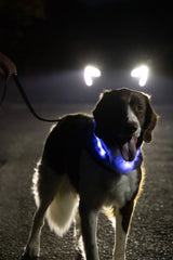 Glowband Dog Collar Silicon RGB LED