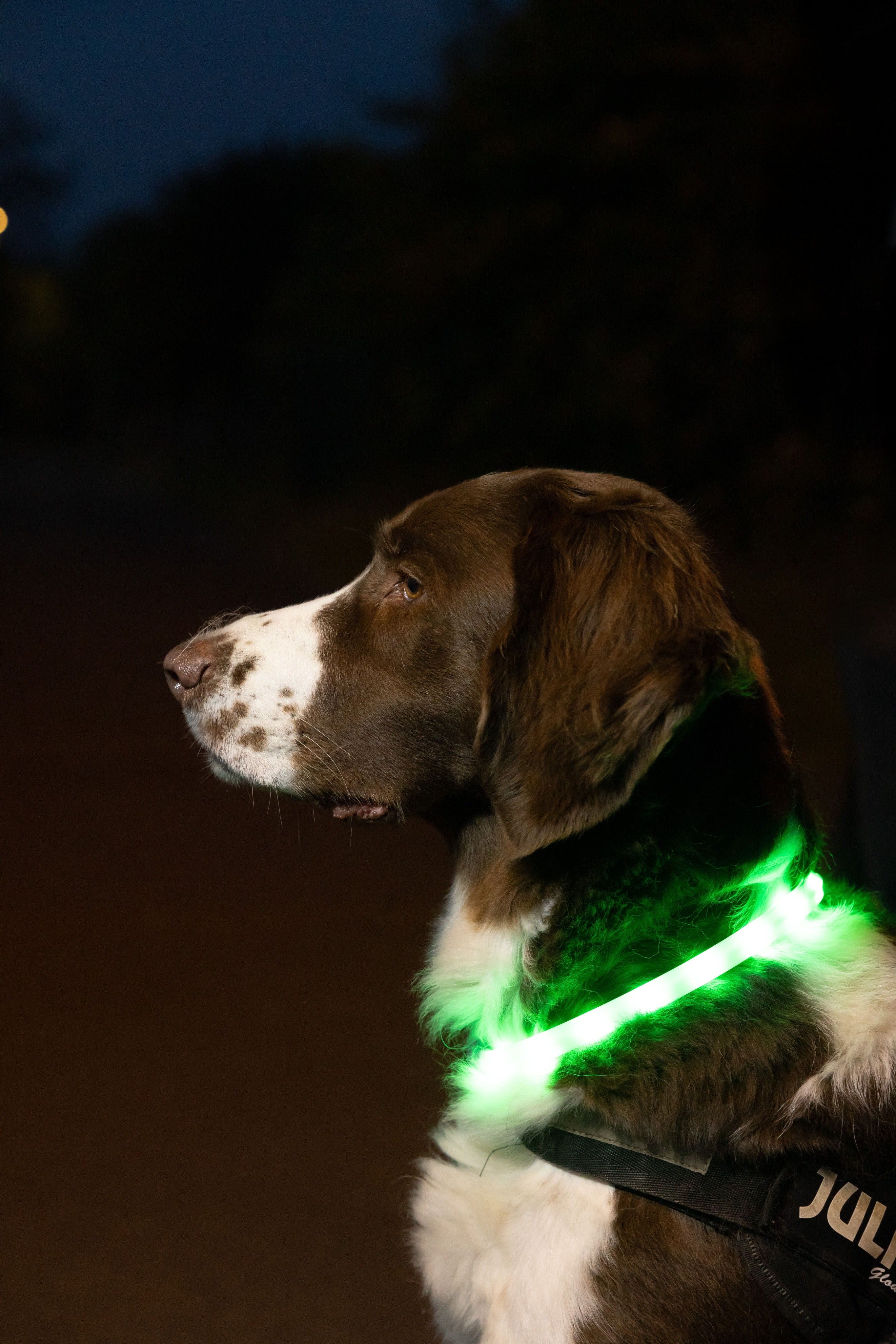 Glowband Dog Collar Silicon RGB LED