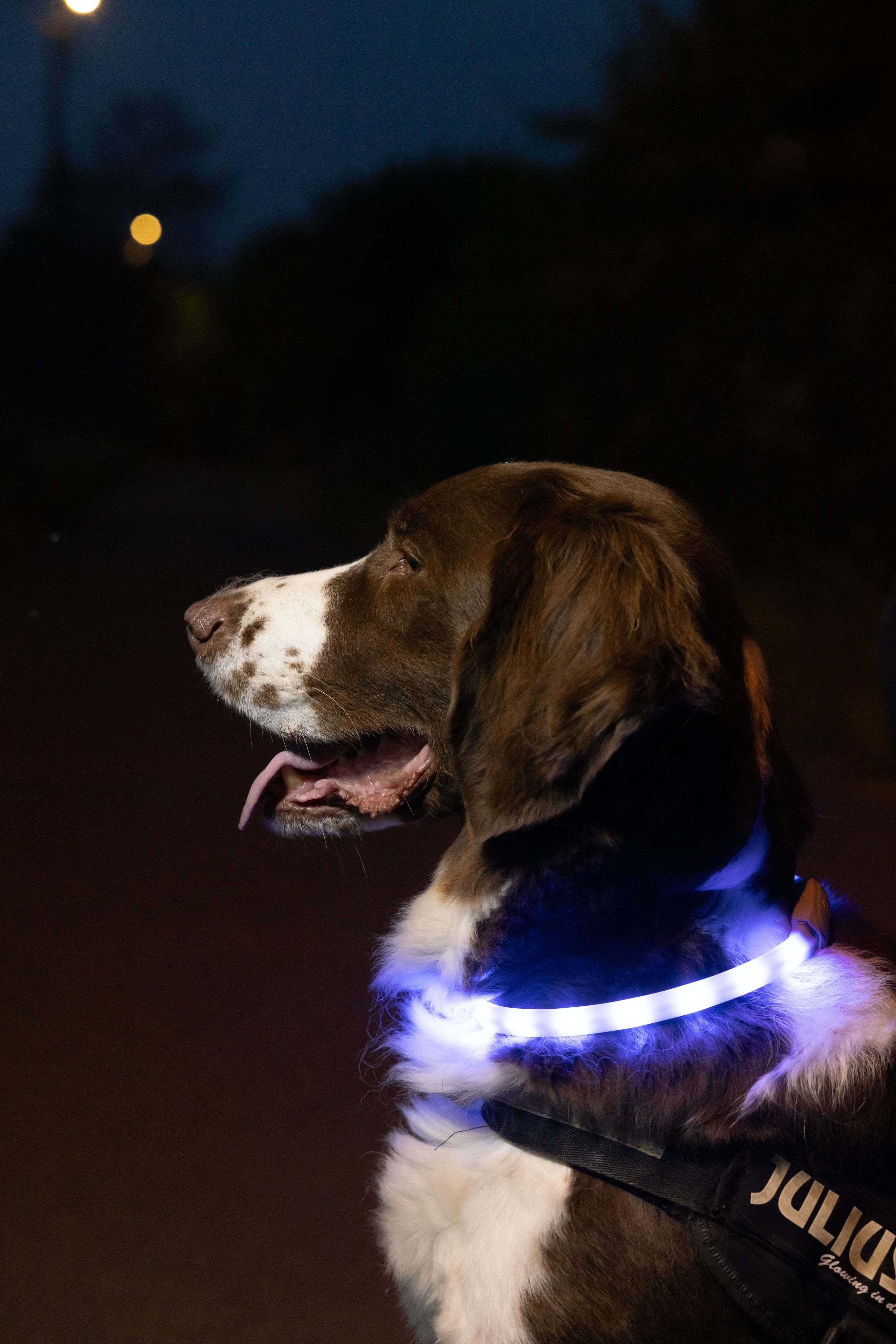 Glowband Dog Collar Silicon RGB LED