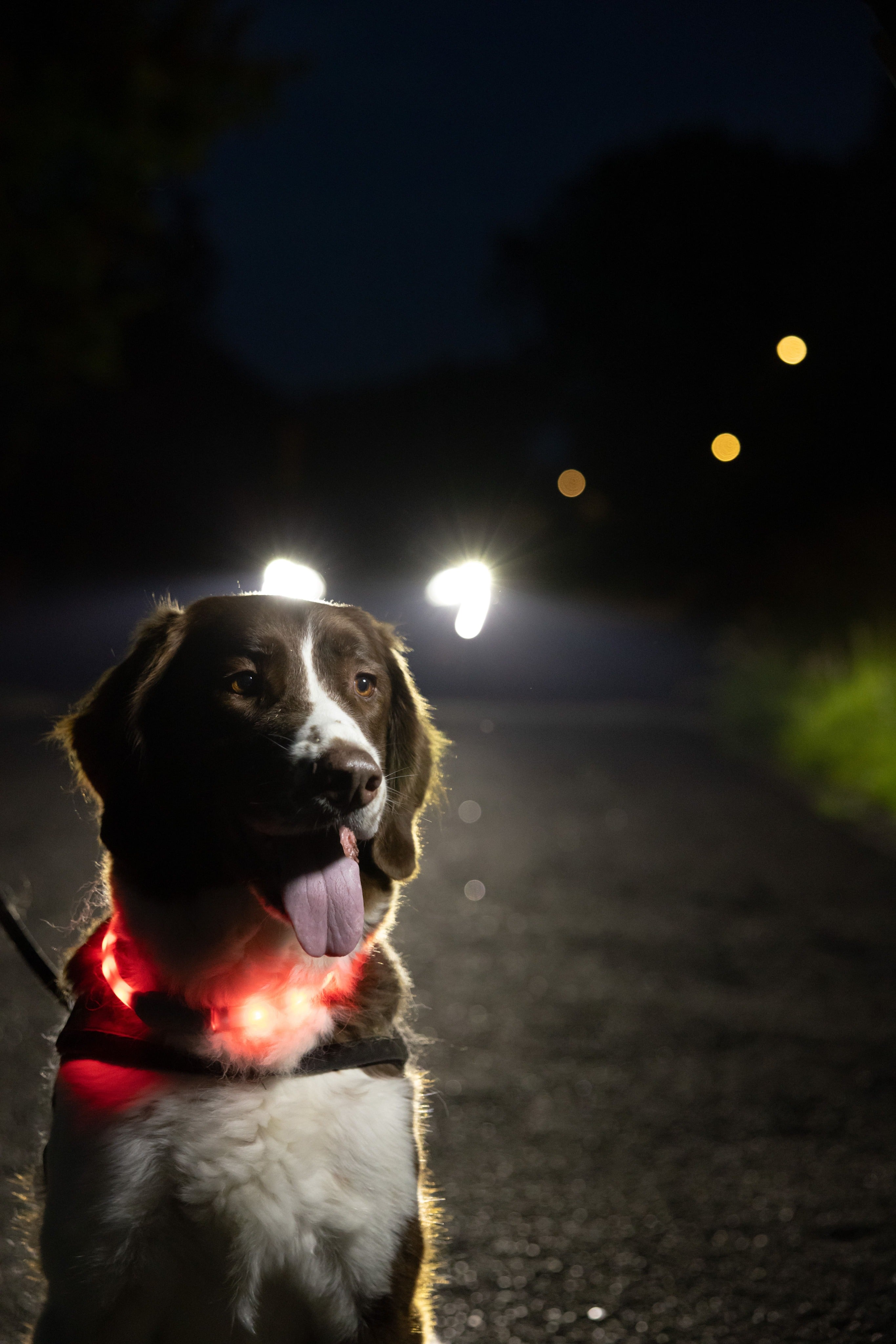 Glowband Dog Collar Silicon RGB LED