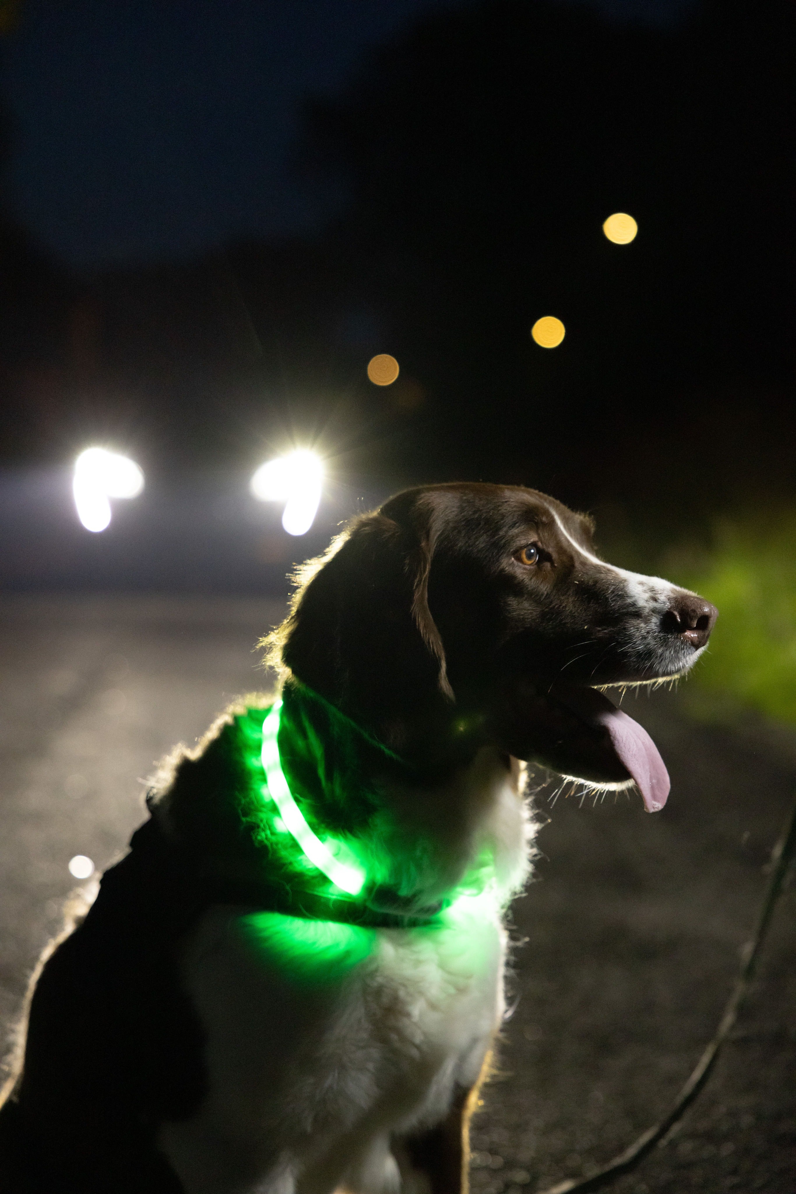 Glowband Dog Collar Silicon RGB LED