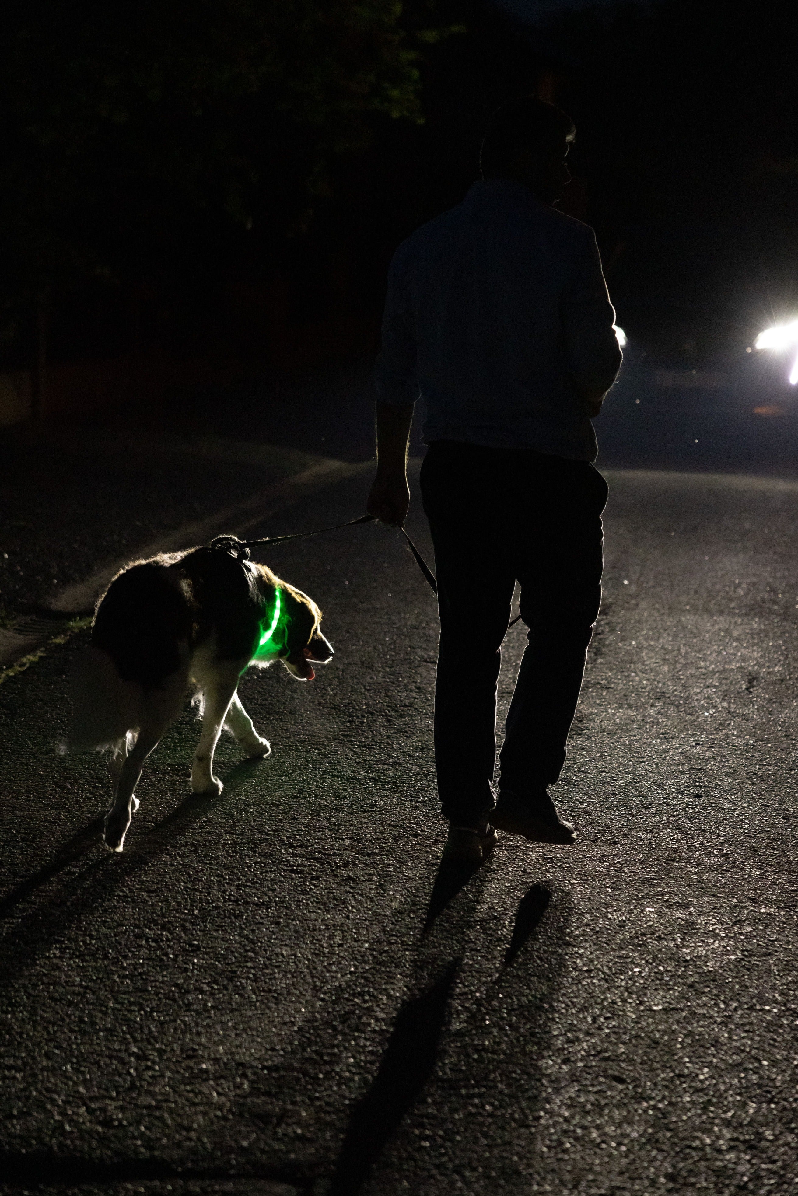 Glowband Dog Collar Silicon RGB LED