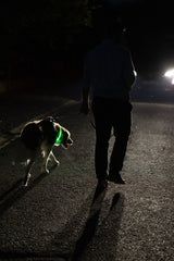 Glowband Dog Collar Silicon RGB LED
